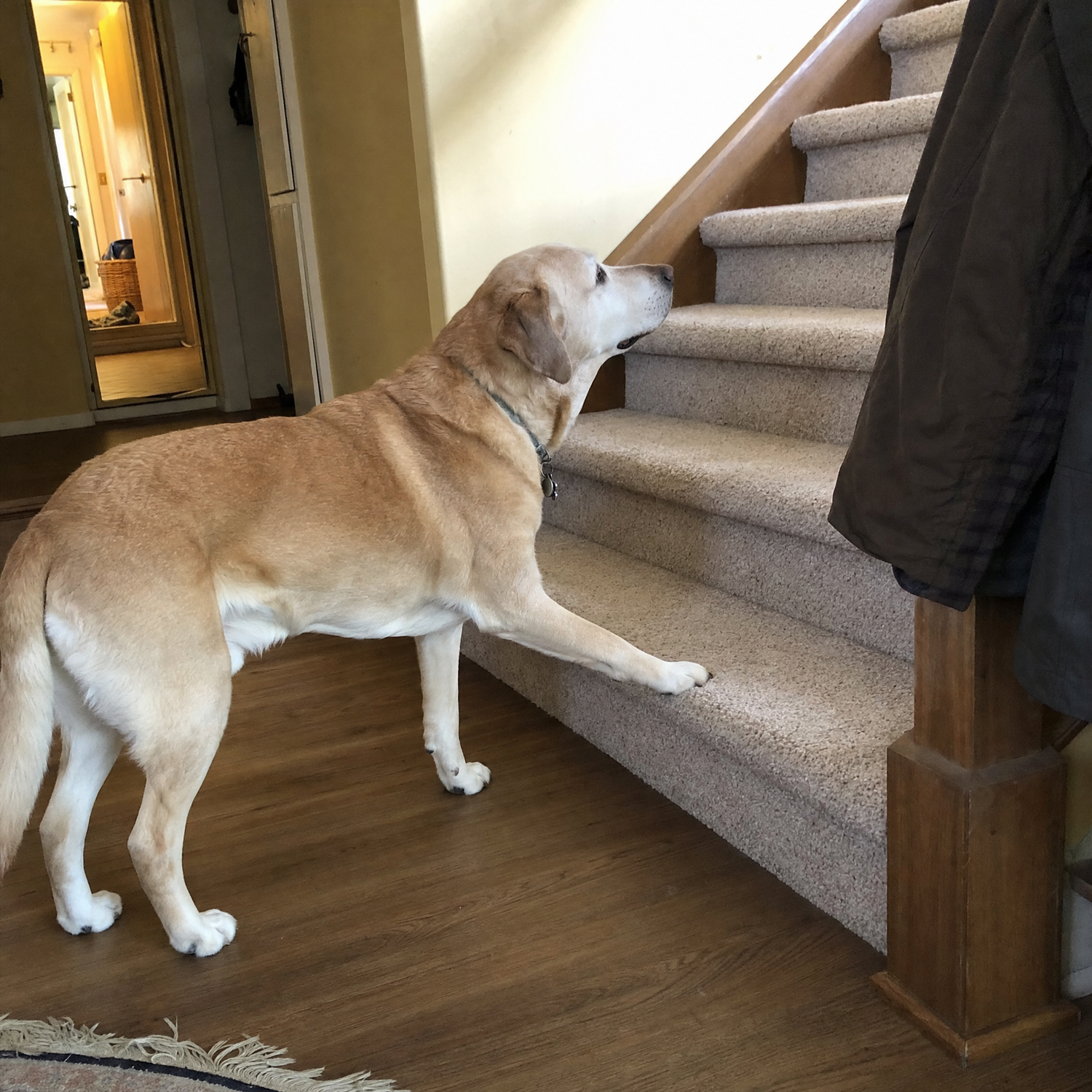 hj-stairs